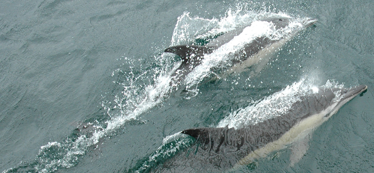 Isles of Scilly Adventure — image 4